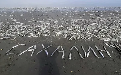 «Селёдочный апокалипсис» на Сахалине