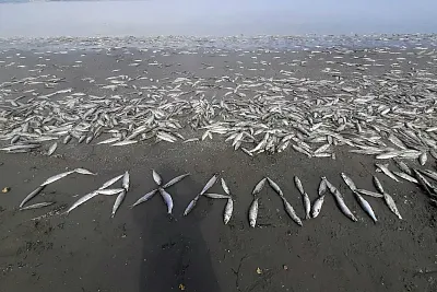 «Селёдочный апокалипсис» на Сахалине