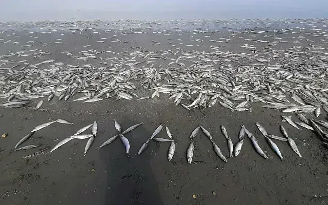 «Селёдочный апокалипсис» на Сахалине