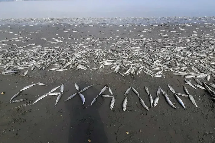 «Селёдочный апокалипсис» на Сахалине