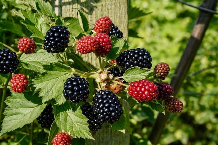 Как вырастить ежевику на участке без лишней суеты