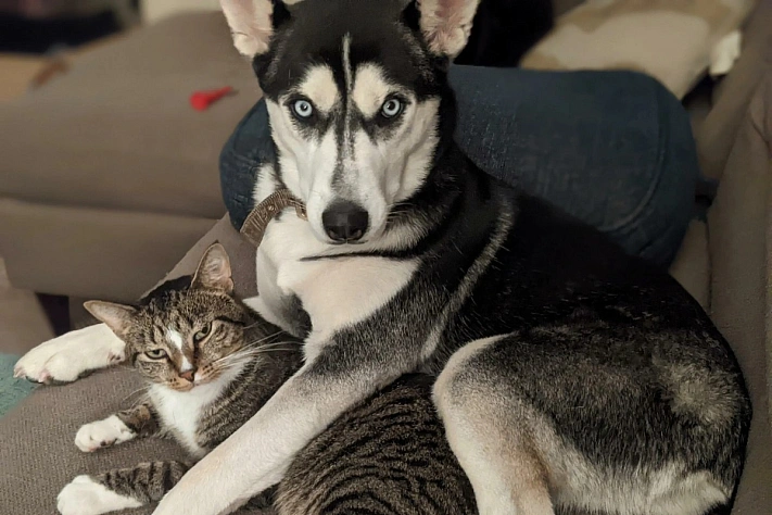 В России чаще всего терялись кошки Муси и собаки Арчи