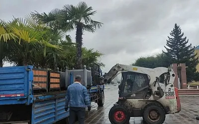 Российские мегаполисы начали прятать пальмы