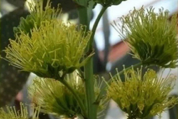 В Никитском ботсаду впервые зацвела редкая агава