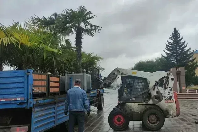 Российские мегаполисы начали прятать пальмы