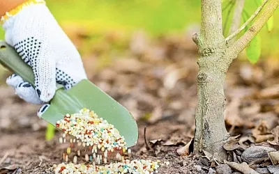 Весенние подкормки для ягодных кустарников: что важно внести в апреле