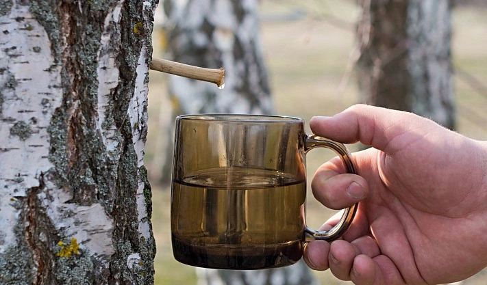 Как правильно собирать берёзовый сок