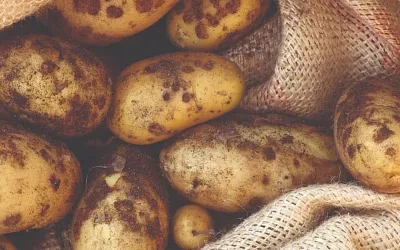 Картофель длиной 15 см достали врачи из прямой кишки жителя Подмосковья