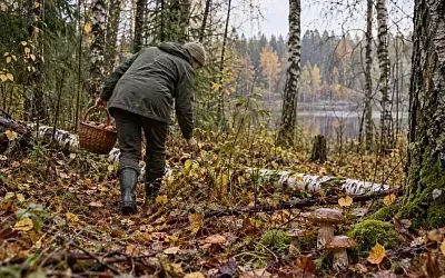 В Подмосковье собирают грибы даже сейчас, в конце октября