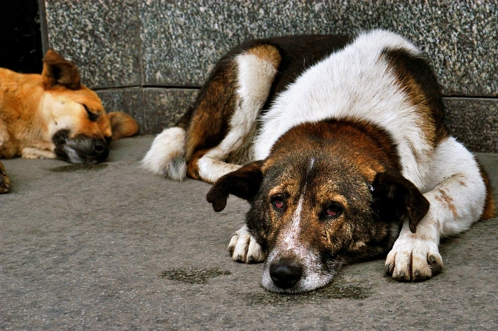 В Бурятии впервые после принятия закона усыпили 18 собак