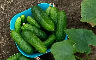 Стимулятор роста огурца: как янтарная кислота повышает урожай