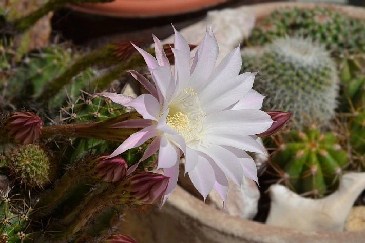 Как добиться цветения кактуса эхинопсис