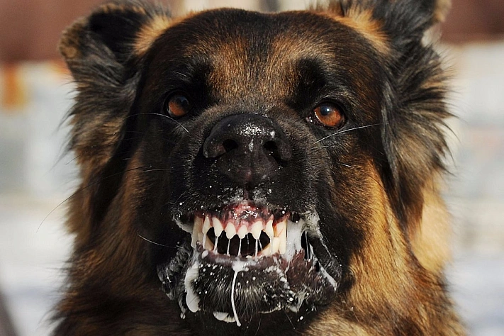 Почему бешенство остаётся смертельной болезнью, которую нельзя упустить