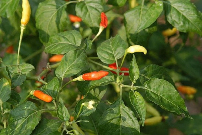 Острый урожай на подоконнике