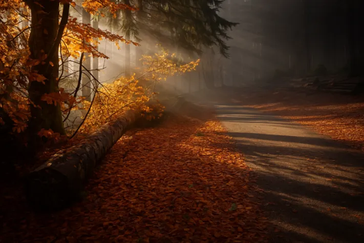 Погодные приметы начала ноября подскажут характер зимы