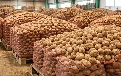  В Забайкалье нашли опасный вирус в картофеле из Китая