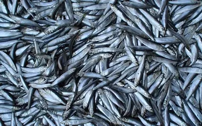 В Азовском море меняется ихтиофауна