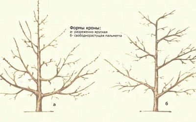 Ошибки новичков при весенней обрезке сада