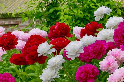 пионы, цветущие и осенью