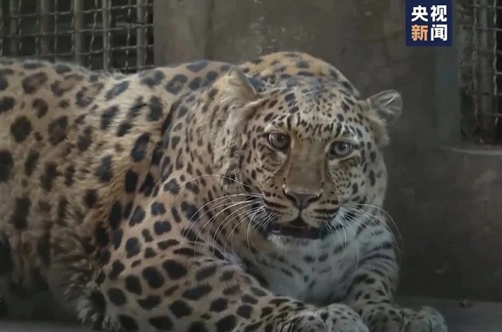 В Китае работники зоопарка пытались посадить леопарда на диету, но передумали