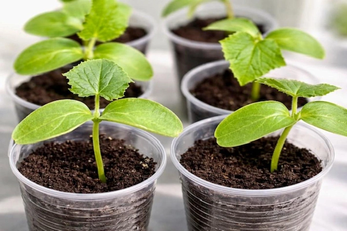 Как вырастить крепкую рассаду огурцов и не потерять её до высадки