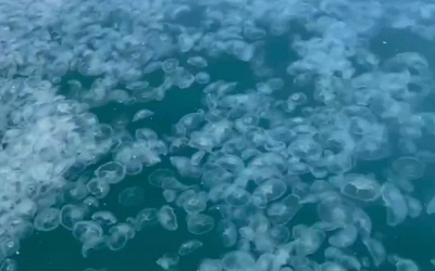 Море на юге России наполнилось неприятными живыми существами