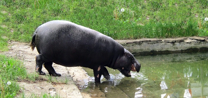 В Ростовском зоопарке умер старейший в России карликовый бегемотик