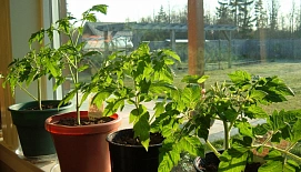 В скором времени в теплицу можно будет высадить томаты