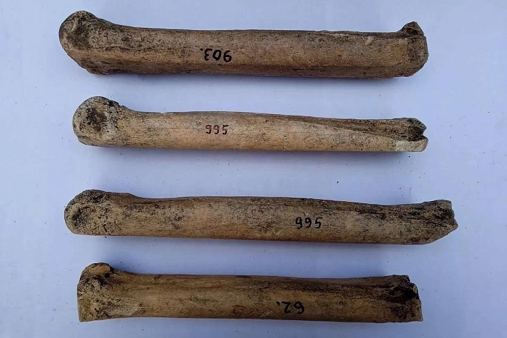 На Кубани нашли античные «коньки»