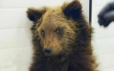 Медвежонок, найденный у берегов Байкала, теперь под опекой