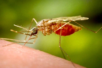 учёные показали способ остановить малярию ещё до появления симптомов