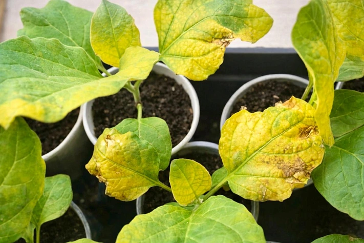 Почему желтеет рассада баклажанов и как её спасти весной