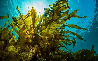 Учёные Владивостока создали аккумуляторы... из морских водорослей