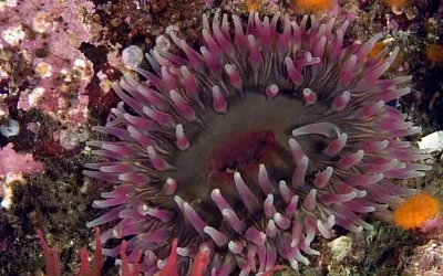 Российские учёные открыли новый род и вид морских анемон
