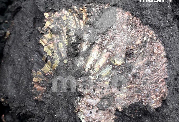 В столице на месте стройки нашли, вероятно, древние ископаемые