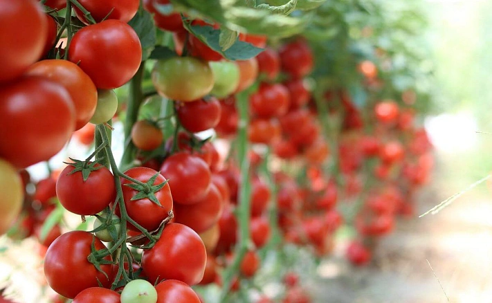 Июль — самое время подкармливать помидоры