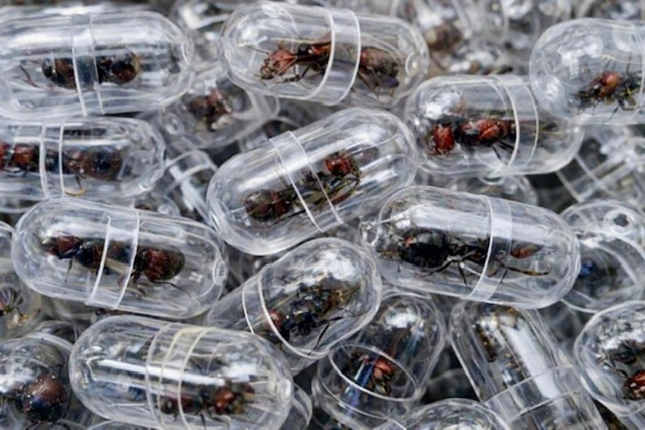 В Кении задержали гражданина Китая с тысячами муравьиных маток