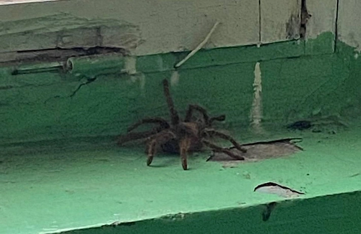 Огромный паук перепугал целый подъезд в многоквартирном доме