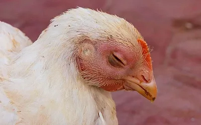Штамм гриппа H5N5 начал передаваться от птиц к человеку