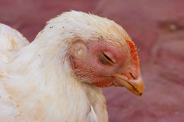 Штамм гриппа H5N5 начал передаваться от птиц к человеку