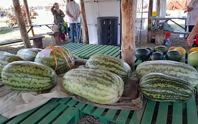 В России определились с самыми сладкими и массивными бахчевыми
