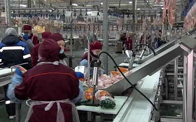 На птицефабрике в Марий Эл рабочие массово заразились стафилококковой инфекцией