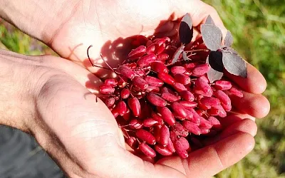 Барбарис: время сбора для разных целей
