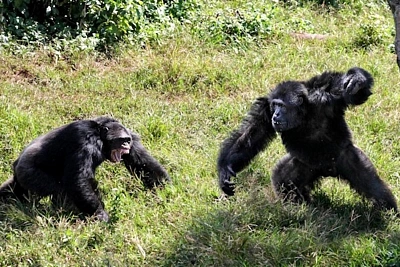 шимпанзе в уганде раскололись на два лагеря и начали войну
