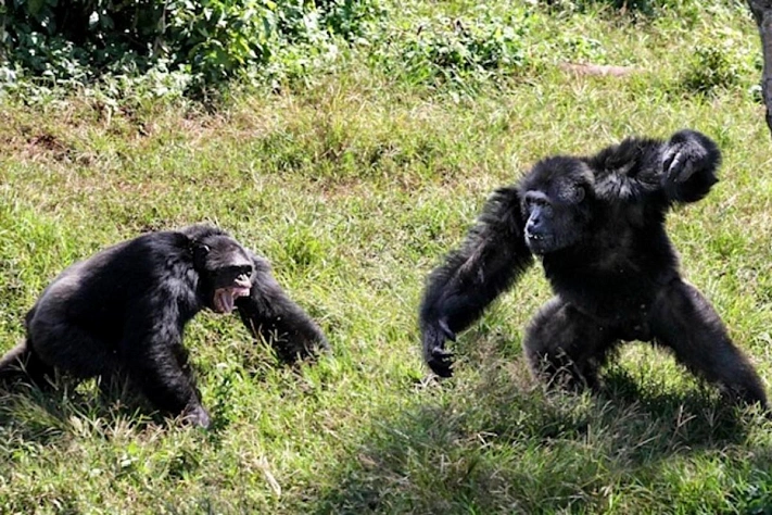Шимпанзе в Уганде раскололись на два лагеря и начали войну