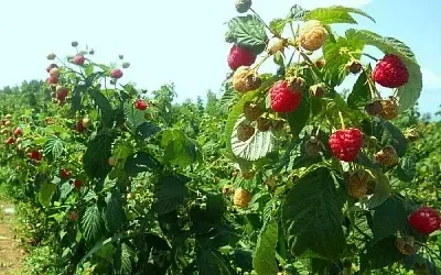 Осенний уход за малиной и смородиной