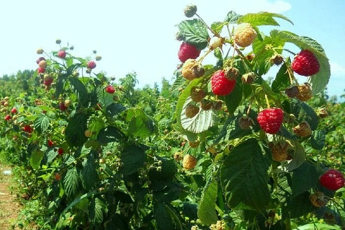 Осенний уход за малиной и смородиной
