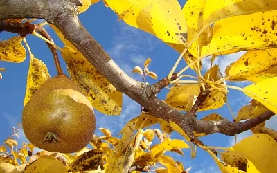 Осенняя обрезка груши на даче