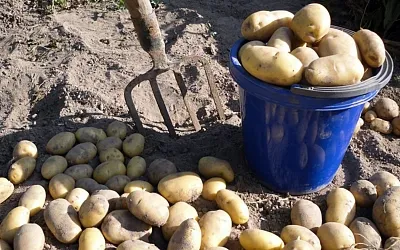 Три важных шага перед уборкой картофеля