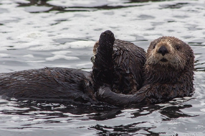 На Командорах сократилась популяция каланов